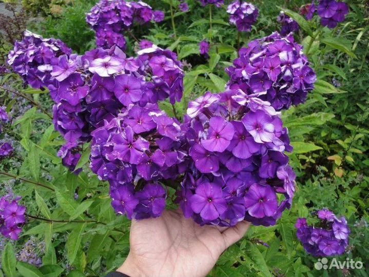 Флоксы многолетние