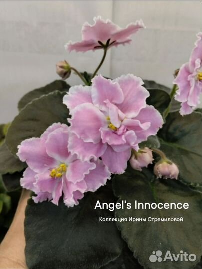 Фиалки лист с детками