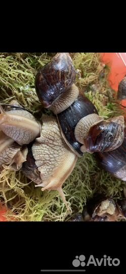 Улитка (ахатина)