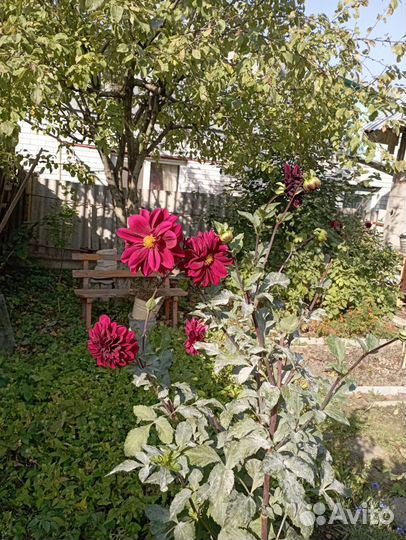 Георгины клубни