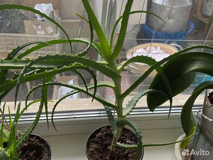 Алоэ на лекарство