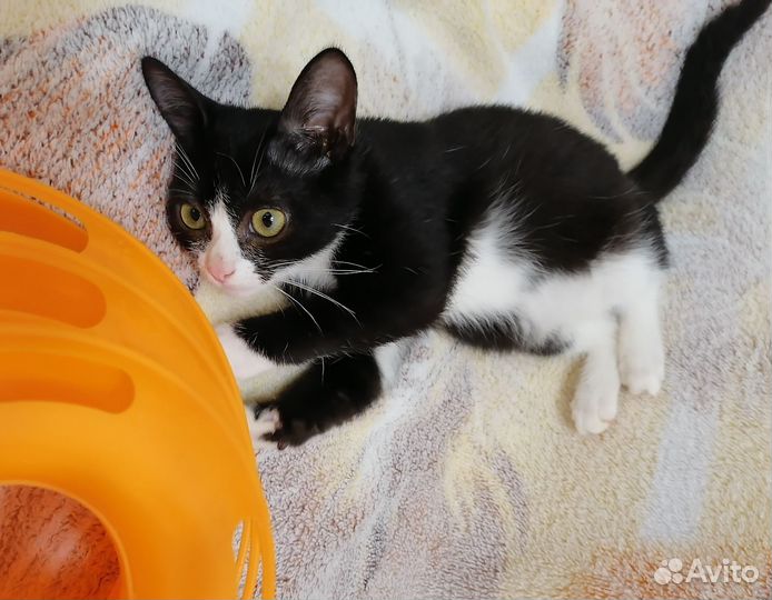 Котенок. 2.5 мес