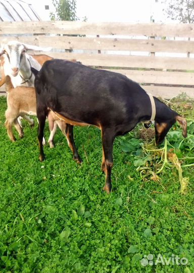 Дойные козы