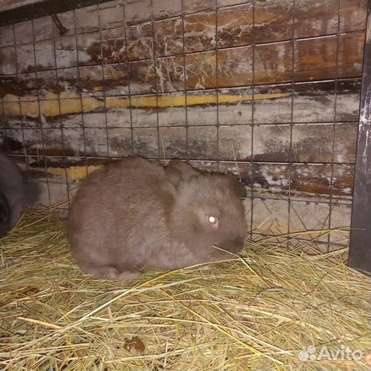 Мясо кролика