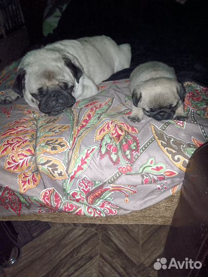 Мопсы продажа