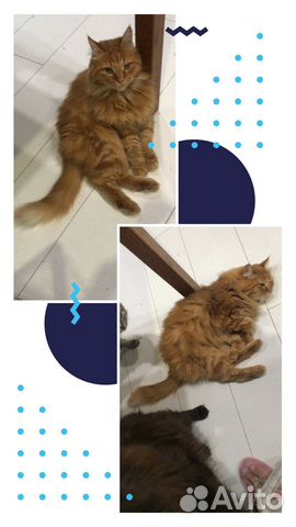 Милый котик вдобрые руки