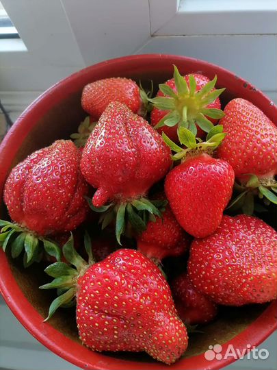 Сортовая клубника лучшие сорта