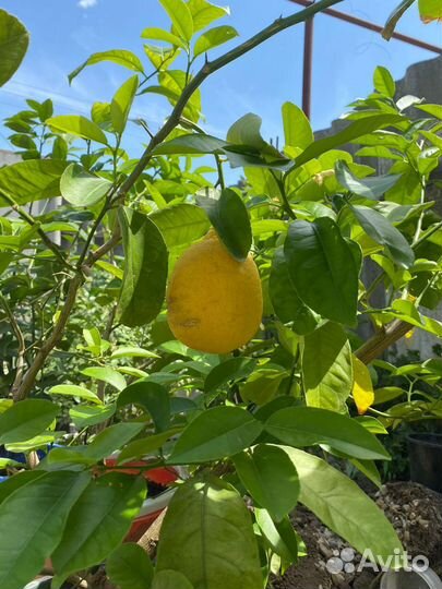 Лимонное дерево