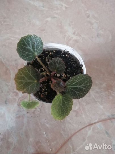 Камнеломка