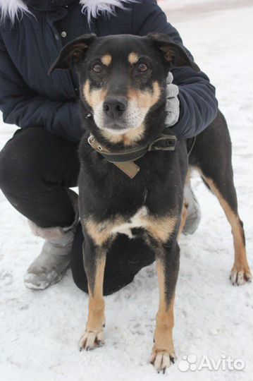 Клайд ищед дом