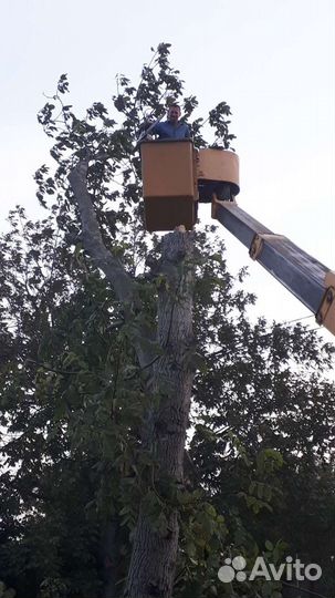 Спил деревьев