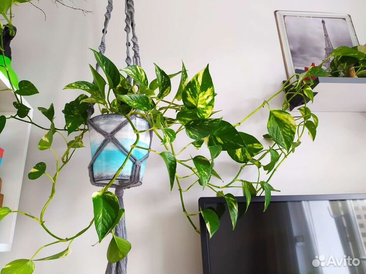 Сциндапсус эпипремнум пестролистный