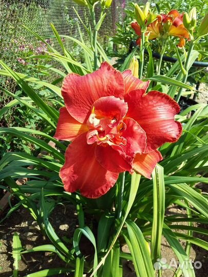 Лилейники сортовые махровые