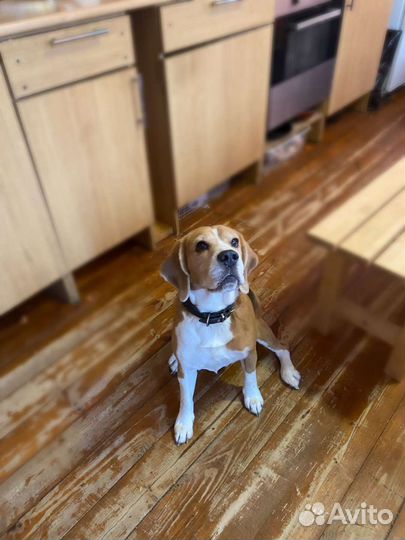 Бигль для вязки