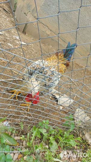 Петухи молодые