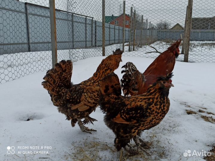 Инкубационное яйцо