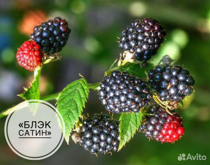 Саженцы ежевики