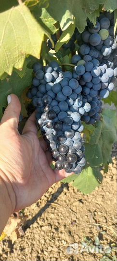 Виноград технический винный