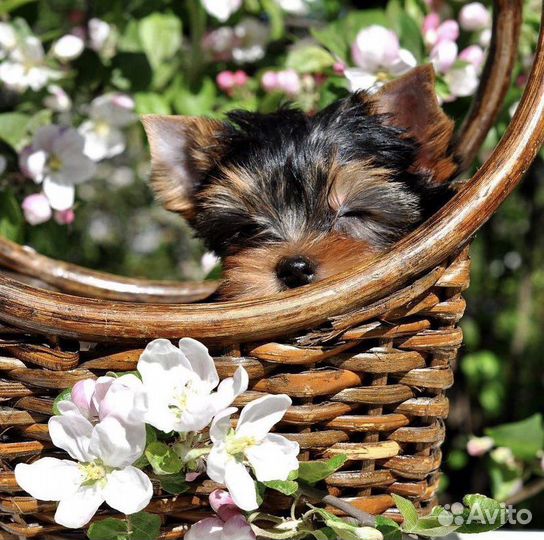 Летние лучики