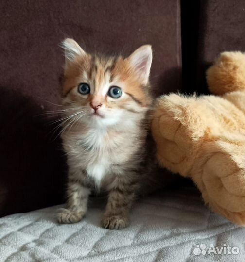 Шотландская девочка