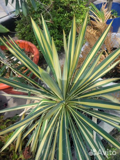 Юкка пестролистная