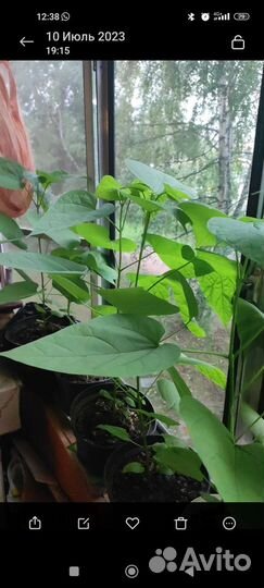 Катальпа прекрасная, саженцы 1 год, несколько