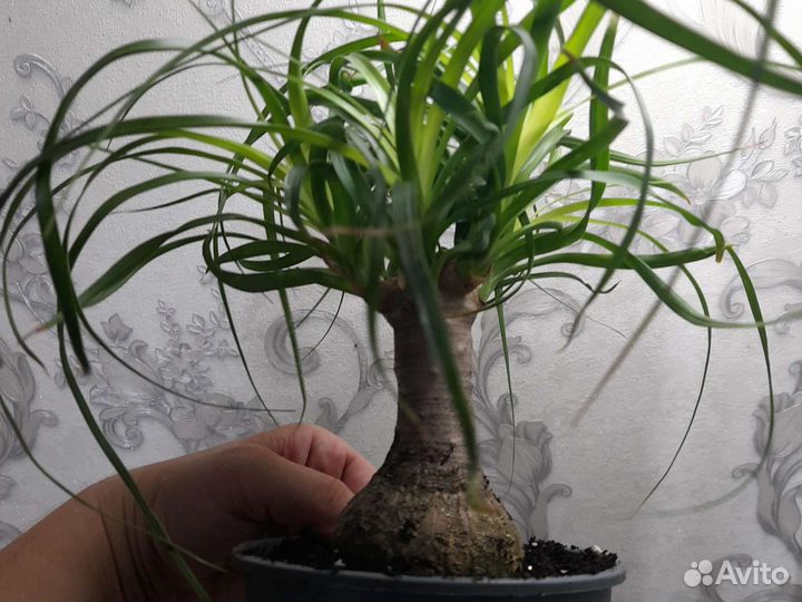 Фикус микрокарпа ретуза