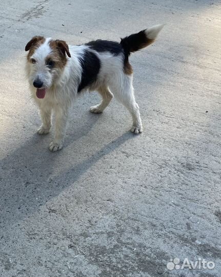 Собака в добрые руки (фокстерьер)