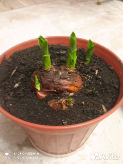 Эукомис(Ананасная лилия) Экзот.Мощная корневая