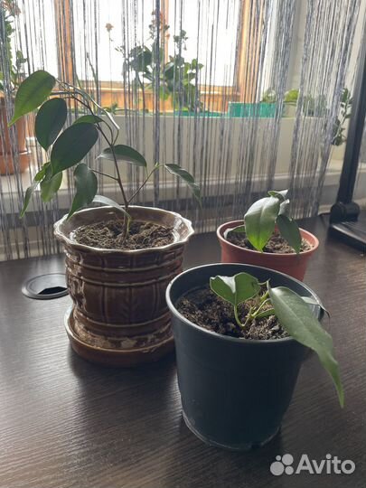 Комнатные растения цветы фикус