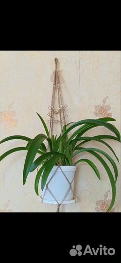 Кашпо подвесное для цветов из макраме