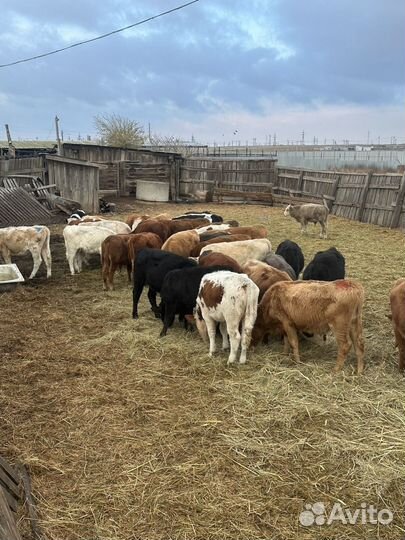 Бычки 64 головы