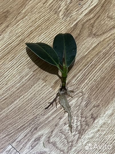 Фикус каучуконосный эластика