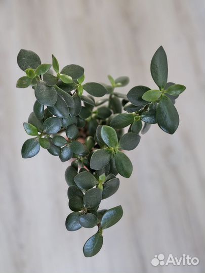 Толстянка Денежное дерево