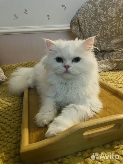 Персидский котик на вязку