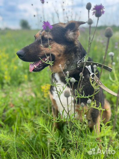 Собаки бесплатно