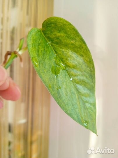 Эпипремнум pinnatum Mint variegata