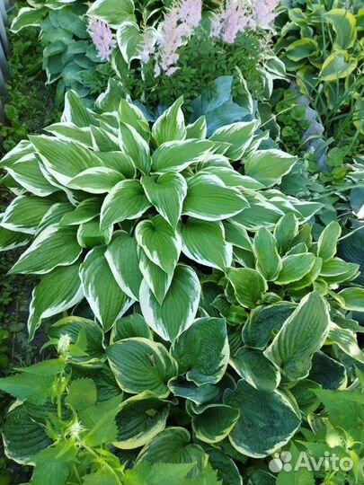 Многолетники для сада