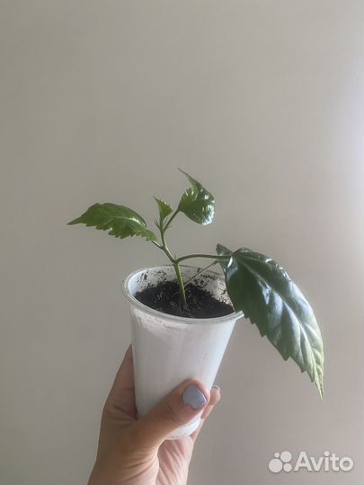 Продам отростки