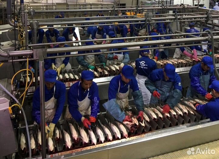 Рыбообработчик