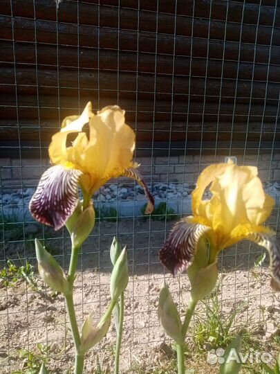 Шалфей, ирисы