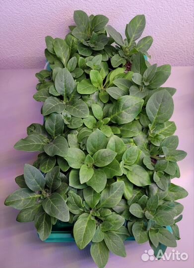 Петуния Тайдл Вейв, Малиновые жилки, Бьянка