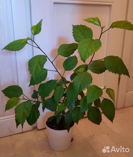 Гибискусы разных сортов