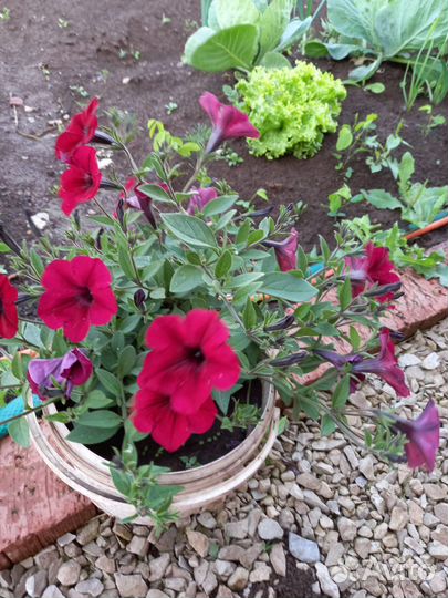 Рассада петунии