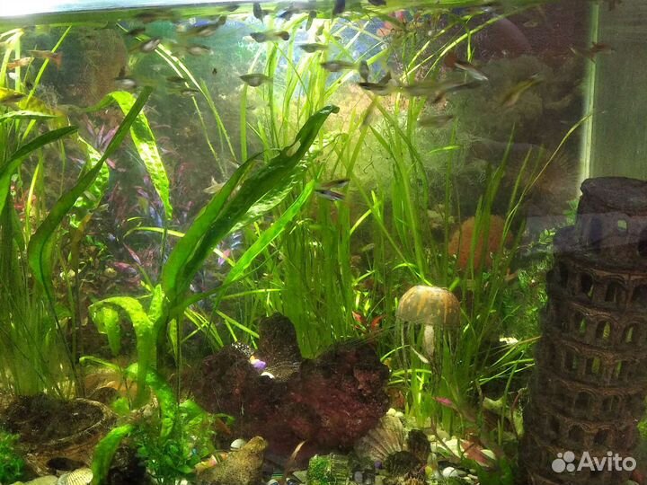Аквариум