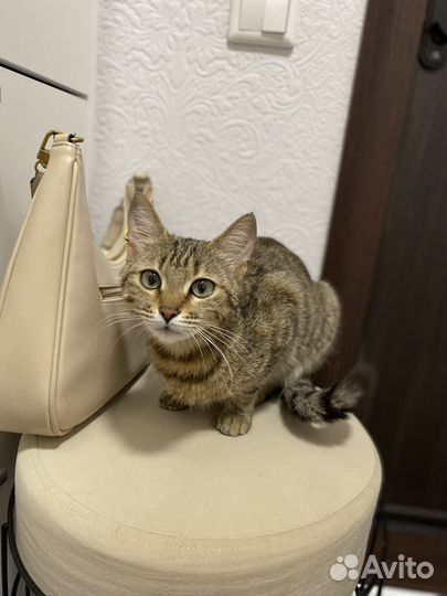 Кошечка с домиком и кормом