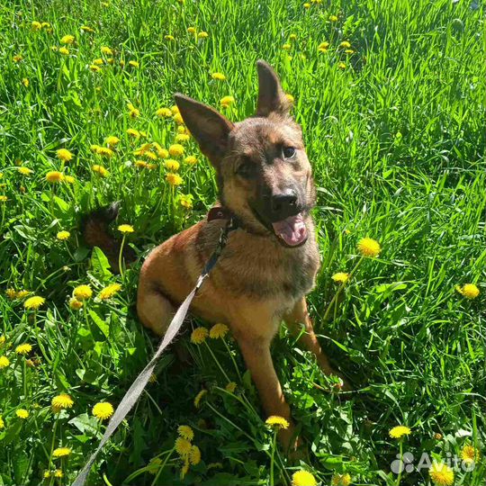 Подарите Лаврику семью