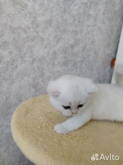 Британские котята