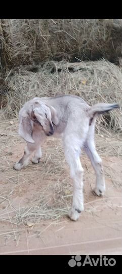 Коза нубийская