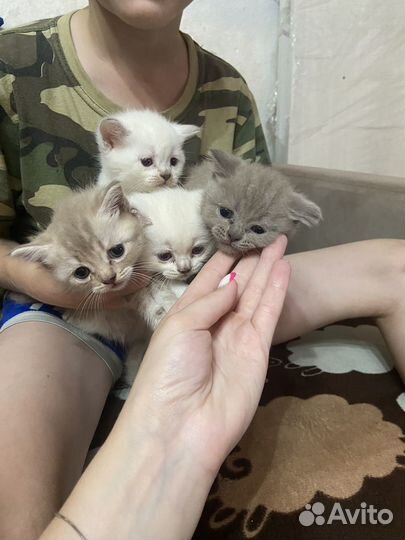 Британские котята